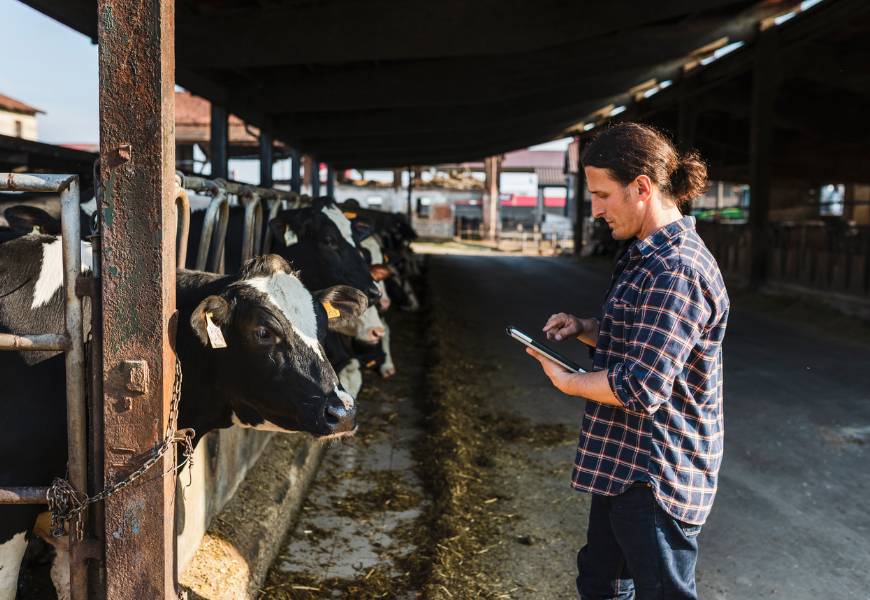 farmer-evaluating-cows-tablet
