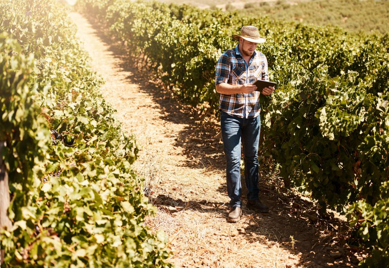 Hat-wearing male farmer walking down pathway in field of vines using a tablet device